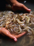 Dominic Bonuccelli - Scooping Up Fresh Catch of Shrimps, Ko Panyi, Phang-Nga, Thailand Fotografická reprodukce