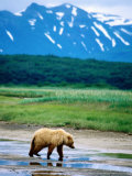 Yearling Brown Bear Cub in Habitat, Hallo Bay, Alaska Photographic Print by Mark Newman