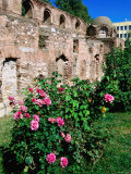 Roses in Garden at Aya Sofia 9Th Century Church Ruin, Iznik, Bursa, Turkey Photographic Print by John Elk III