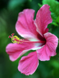 Hibiscus Flower in Morro Negrito, Chiriqui, Panama Photographic Print by Paul Kennedy