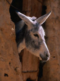 Donkey in Old Town, Siwa, Egypt Fotografie-Druck von John Elk III