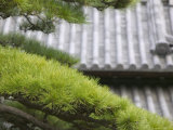 Tile Roof Top and Pines Inside the Otemon Gate to the Imperial Palace, Tokyo, Kanto, Japan Photographic Print by Brent Winebrenner