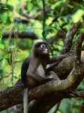 Dusky Langour, Sabah, Malaysia Photographic Print by Christer Fredriksson