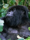 Mountain Gorilla Volcans National Park, Ruhengeri, Rwanda Photographie par Doug McKinlay