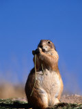 Mark Newman - Black Tailed Prairie Dog Fotografická reprodukce