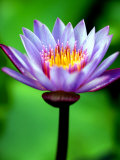 Water Lily, Tahiti, the Society Islands, French Polynesia Fotoprint van Paul Kennedy