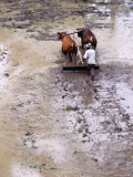 Farmer Ploughs and Puddies His Field Near Rendang, Rendang, Bali, Indonesia Photographie par Richard I'Anson