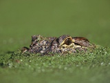 A Partially Submerged American Alligator in Duckweed-Covered Water Photographic Print by John Eastcott & Yva Momatiuk