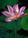 Lotus Flowers at Lotus Farm, Phnom Krom, Angkor, Siem Reap, Cambodia Lámina fotográfica por Richard I'Anson