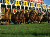Start of Horse Race, Sydney, New South Wales, Australia Photographic Print by Oliver Strewe