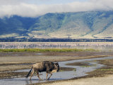 Blue Wildebeest Ngorongoro Crater, Arusha, Tanzania Photographie par Ariadne Van Zandbergen