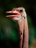 Common Ostrich, Abiyata-Shala National Park, Oromia, Ethiopia Photographic Print by Ariadne Van Zandbergen