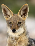 Black-Backed Jackal, Etosha National Park, Kunene, Namibia Photographic Print by Ariadne Van Zandbergen