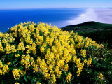 Tree Lupine at Point Reyes National Seashore, Marin County, California Photographic Print by John Elk III