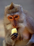 Monkey Forest Sanctuary, Bali, Indonesia Photographic Print by Stephane Victor