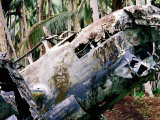 Wreck of Betty Japanese Bomber in Jungle, Rabaul, East New Britain, Papua New Guinea Photographie par Oliver Strewe