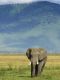 African Elephant, Ngorongoro Crater, Arusha, Tanzania Photographie par Ariadne Van Zandbergen