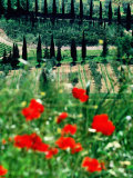 Rows of Cypress Trees with Poppies in Foreground, Castelnuovo Dell'Abate, Tuscany, Italy Photographie par David Tomlinson
