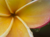 Frangipani Flower and Raindrops, Bangkok, Thailand Fotoprint van Brent Winebrenner Frangipani Flower and Raindrops, Bangkok, Thailand Fotoprint van Brent Winebrenner