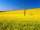 Dead Tree in Field of Flowering Canola, Cootamundra, New South Wales, Australia Photographic Print by Ross Barnett