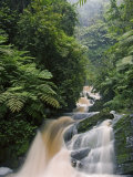 River Running through Montane Rainforest, Nyungwe Forest National Park, Gisenyi, Rwanda Photographic Print by Ariadne Van Zandbergen