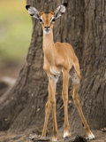 Impala, Selous Game Reserve, Pwani, Tanzania Photographic Print by Ariadne Van Zandbergen