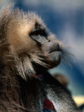 Gelada Monkey, Simien Mountains National Park, Amhara, Ethiopia Lámina fotográfica por Ariadne Van Zandbergen Gelada Monkey, Simien Mountains National Park, Amhara, Ethiopia Lámina fotográfica por Ariadne Van Zandbergen