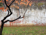 Tree and Wall at Seodaemun Prison, North of River, Seoul, South Korea Photographic Print by Anthony Plummer