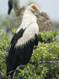 Palm-Nut Vulture, Selous Game Reserve, Pwani, Tanzania Lámina fotográfica por Ariadne Van Zandbergen Palm-Nut Vulture, Selous Game Reserve, Pwani, Tanzania Lámina fotográfica por Ariadne Van Zandbergen