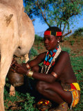Woman Milking Cow, Hamer Village, Turmi, Southern Nations, Nationalities and Peoples, Ethiopia Photographie par Ariadne Van Zandbergen