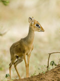 Kirk's Dik-Dik, Lake Manyara National Park, Arusha, Tanzania Photographic Print by Ariadne Van Zandbergen