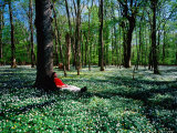 Man Resting Against Tree amidst Anemones in Spring, Dalby Soderskog National Park, Skane, Sweden Photographic Print by Anders Blomqvist