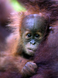 Baby Oragutan Nestled in Arms of Mother, Gunung Leuser National Park, Indonesia Photographie par Paul Kennedy