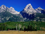 Grand Teton, Near Cottonwood Creek, Grand Teton National Park, Wyoming Photographic Print by David Tomlinson