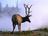 Elk in Yellowstone National Park, Yellowstone National Park, Wyoming Photographic Print by John Elk III