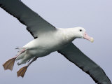Gibson's Albatross, Kaikoura, New Zealand Lámina fotográfica por David Wall Gibson's Albatross, Kaikoura, New Zealand Lámina fotográfica por David Wall