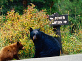 Black Bear with Cub Sitting by Road with Signpost in Background, Yellowstone National Park, Wyoming Photographic Print by Christer Fredriksson