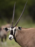Gemsbok, Etosha National Park, Kunene, Namibia Photographic Print by Ariadne Van Zandbergen
