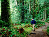 Man Near Ferns on Marymere Falls Trail, Olympic National Park, Washington Photographic Print by John Elk III