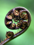 Ponga Frond, Morere, New Zealand Fotoprint van Paul Kennedy