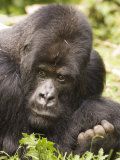 Silverback Mountain Gorilla in Parc National des Volcans, Rwanda Photographic Print by Ariadne Van Zandbergen