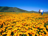 Photographer in Field of California Poppies, East County, San Diego, California Photographic Print by Richard Cummins