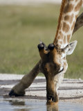 Southern Giraffe Drinking, Etosha National Park, Kunene, Namibia Photographie par Ariadne Van Zandbergen
