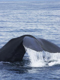 Sperm Whale, Kaikoura, New Zealand Photographic Print by David Wall