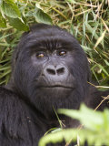Silverback Mountain Gorilla in Parc National des Volcans, Volcans National Park, Ruhengeri, Rwanda Photographic Print by Ariadne Van Zandbergen