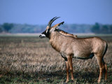 Roan Antelope in Profile, Kafue National Park, North Western Province, Zambia Photographie par Ariadne Van Zandbergen