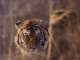 Siberian Tiger in Long Grass, North China, China Photographic Print by Keren Su