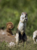 Ground Squirrel, Etosha National Park, Kunene, Namibia Photographic Print by Ariadne Van Zandbergen