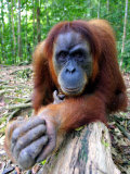 Paul Kennedy - Female Oragutan, Gunung Leuser National Park, Bukit Lawang, North Sumatra, Indonesia - Fotografik Baskı