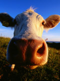 Close-Up of Cow's Nose at Glumslovs Backar, Landskrona, Skane, Sweden Photographie par Anders Blomqvist